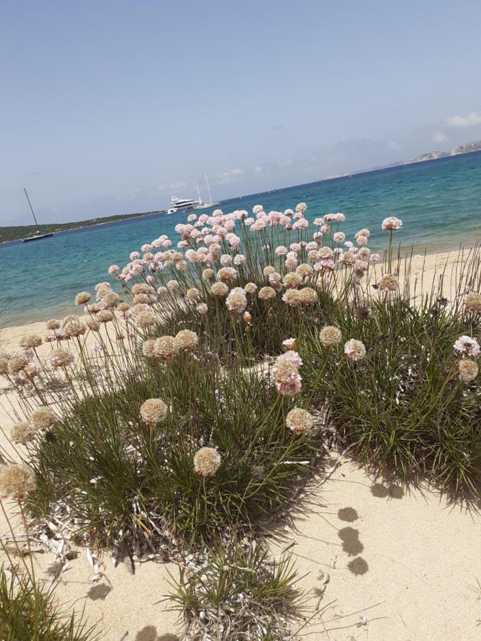 Gli Olivastri Con Piscina,Solarium, Vista Mare ,Sole -Mare E Tanta Natura ,Climatizzatore,Wifi Альєнту Екстер'єр фото