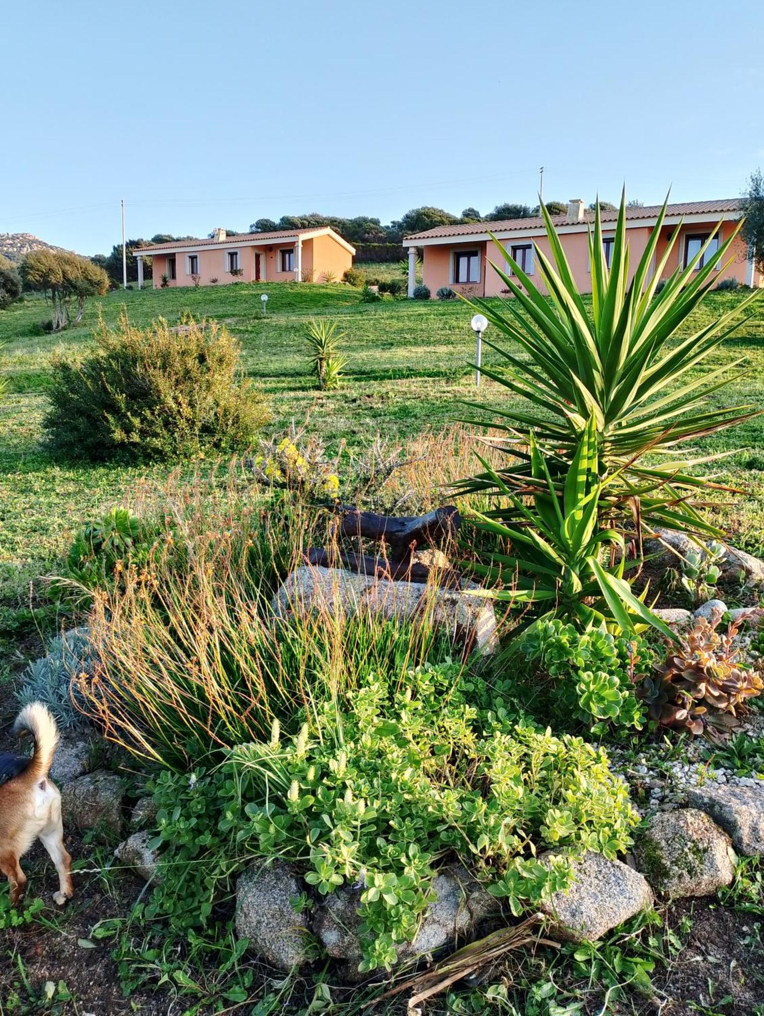 Gli Olivastri Con Piscina,Solarium, Vista Mare ,Sole -Mare E Tanta Natura ,Climatizzatore,Wifi Альєнту Екстер'єр фото