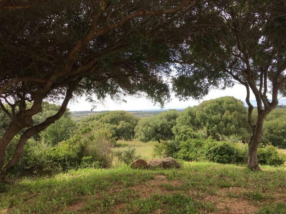Gli Olivastri Con Piscina,Solarium, Vista Mare ,Sole -Mare E Tanta Natura ,Climatizzatore,Wifi Альєнту Екстер'єр фото